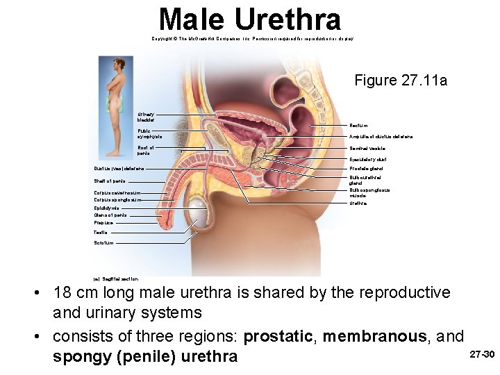 Male Urethra Copyright © The Mc. Graw-Hill Companies, Inc. Permission required for reproduction or