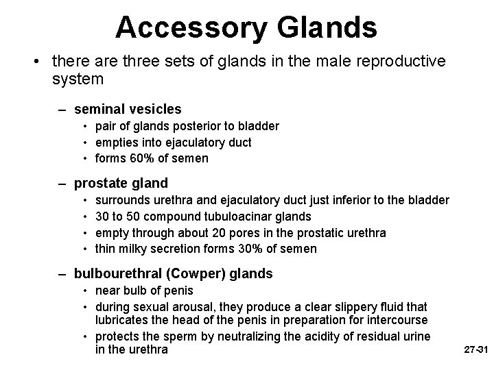 Accessory Glands • there are three sets of glands in the male reproductive system