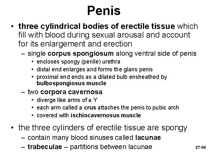 Penis • three cylindrical bodies of erectile tissue which fill with blood during sexual