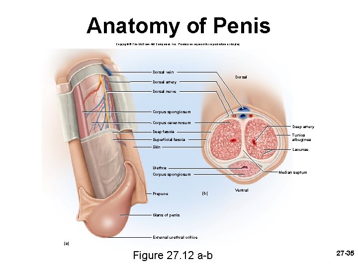 Anatomy of Penis Copyright © The Mc. Graw-Hill Companies, Inc. Permission required for reproduction