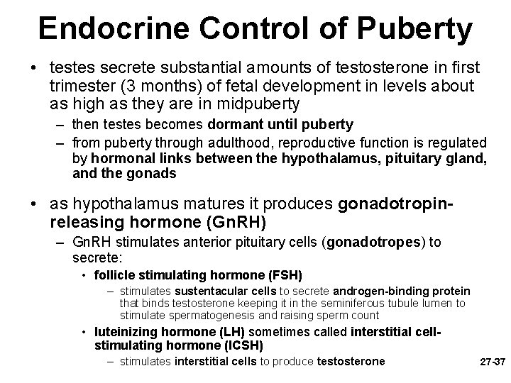 Endocrine Control of Puberty • testes secrete substantial amounts of testosterone in first trimester
