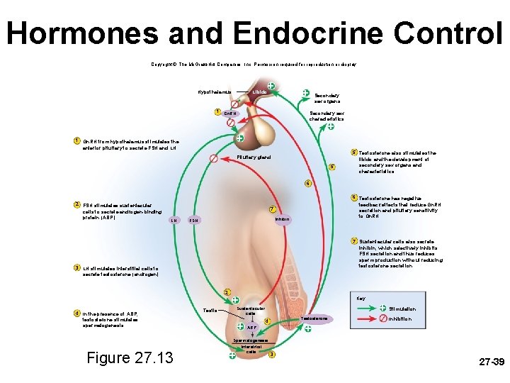 Hormones and Endocrine Control Copyright © The Mc. Graw-Hill Companies, Inc. Permission required for