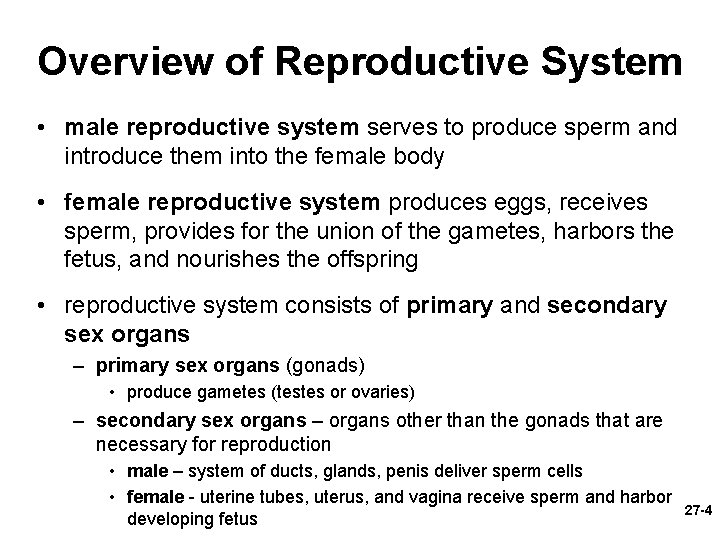 Overview of Reproductive System • male reproductive system serves to produce sperm and introduce