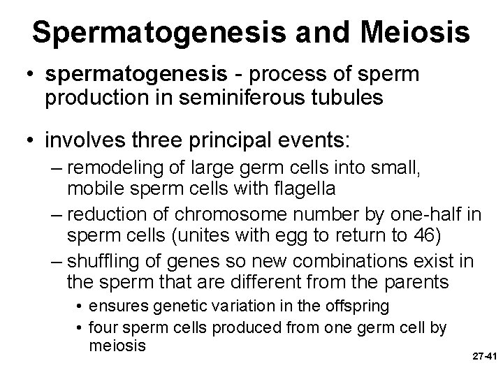 Spermatogenesis and Meiosis • spermatogenesis - process of sperm production in seminiferous tubules •