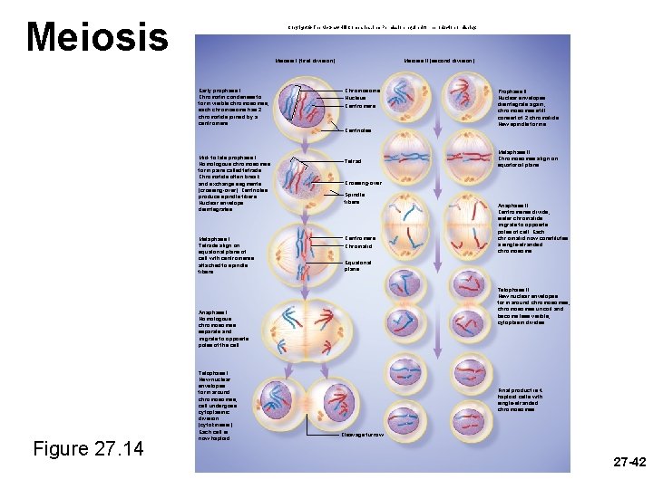Meiosis Copyright © The Mc. Graw-Hill Companies, Inc. Permission required for reproduction or display.