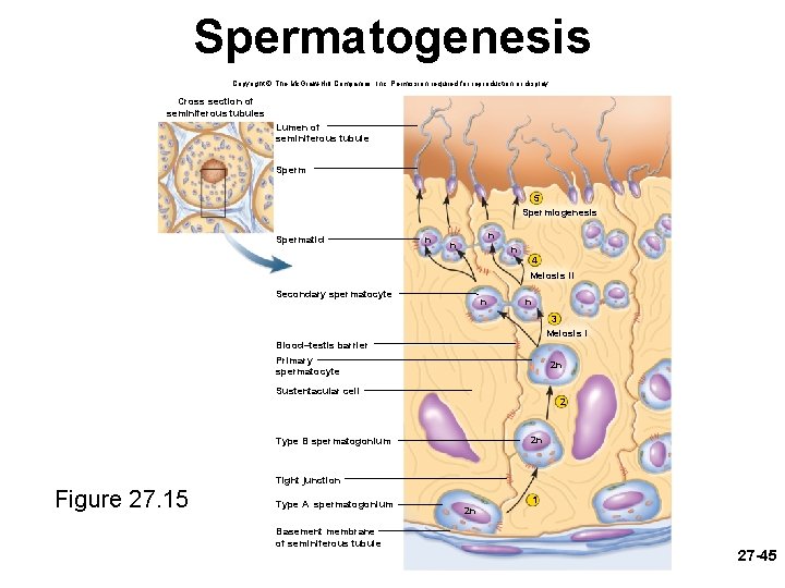 Spermatogenesis Copyright © The Mc. Graw-Hill Companies, Inc. Permission required for reproduction or display.