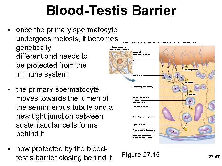 Blood-Testis Barrier • once the primary spermatocyte undergoes meiosis, it becomes genetically different and
