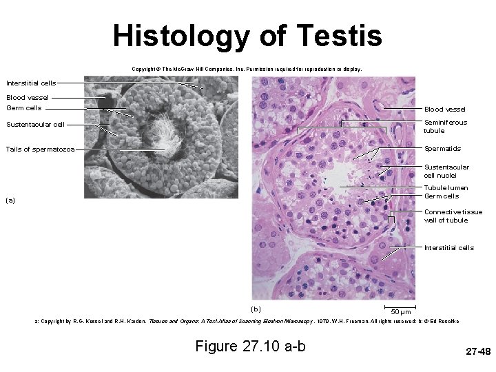 Histology of Testis Copyright © The Mc. Graw-Hill Companies, Inc. Permission required for reproduction