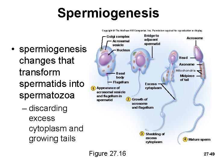 Spermiogenesis Copyright © The Mc. Graw-Hill Companies, Inc. Permission required for reproduction or display.