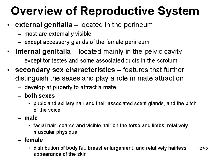 Overview of Reproductive System • external genitalia – located in the perineum – most