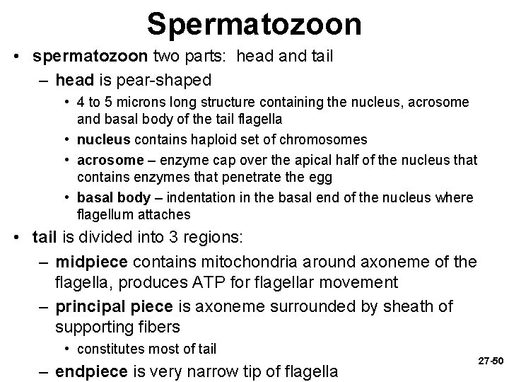 Spermatozoon • spermatozoon two parts: head and tail – head is pear-shaped • 4
