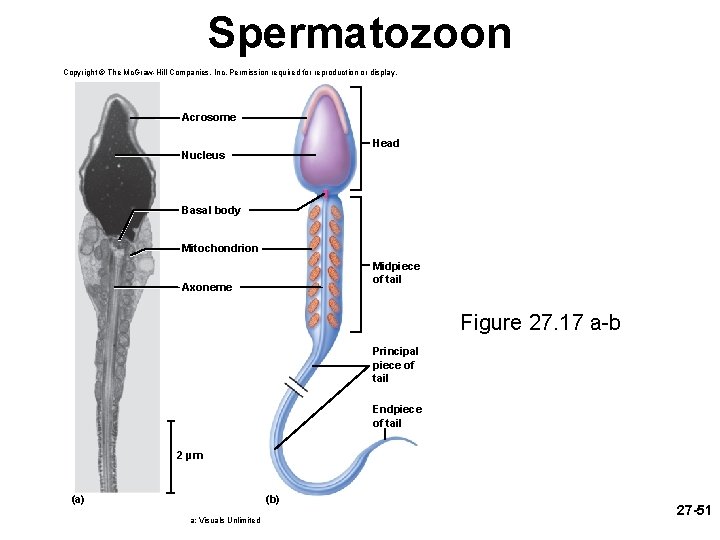 Spermatozoon Copyright © The Mc. Graw-Hill Companies, Inc. Permission required for reproduction or display.