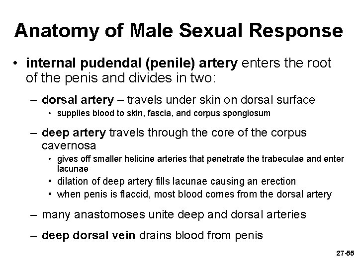 Anatomy of Male Sexual Response • internal pudendal (penile) artery enters the root of