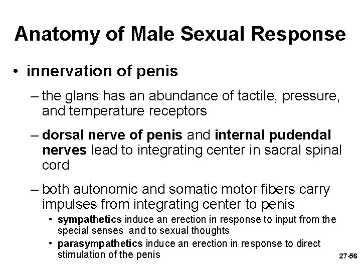 Anatomy of Male Sexual Response • innervation of penis – the glans has an