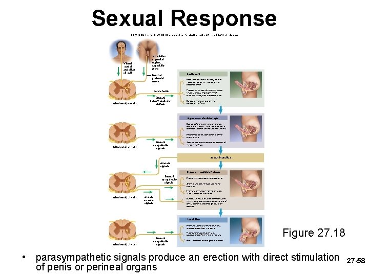 Sexual Response Copyright © The Mc. Graw-Hill Companies, Inc. Permission required for reproduction or