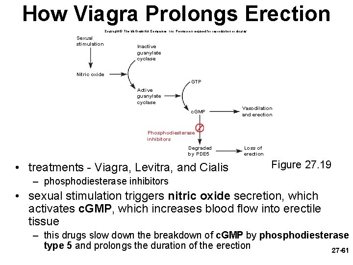How Viagra Prolongs Erection Copyright © The Mc. Graw-Hill Companies, Inc. Permission required for