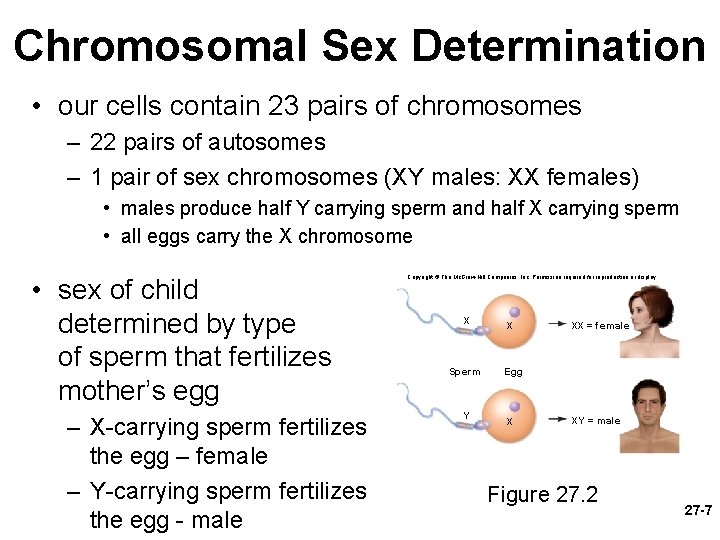 Chromosomal Sex Determination • our cells contain 23 pairs of chromosomes – 22 pairs