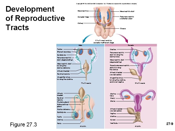 Development of Reproductive Tracts Copyright © The Mc. Graw-Hill Companies, Inc. Permission required for