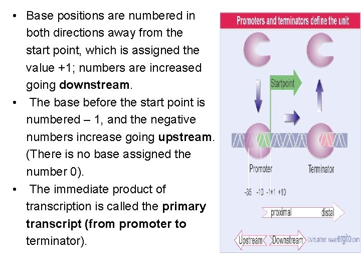  • Base positions are numbered in both directions away from the start point,