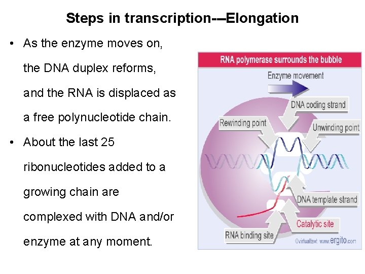 Steps in transcription---Elongation • As the enzyme moves on, the DNA duplex reforms, and