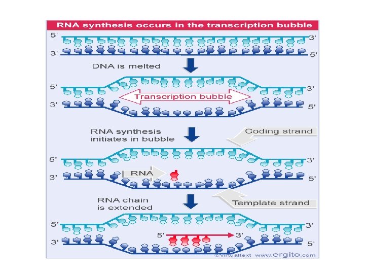 Steps in transcription---Elongation 