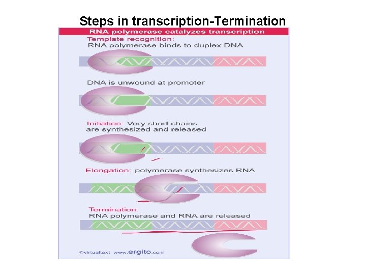 Steps in transcription-Termination 