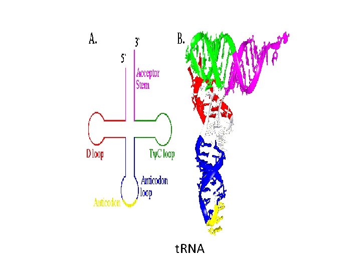 t. RNA 