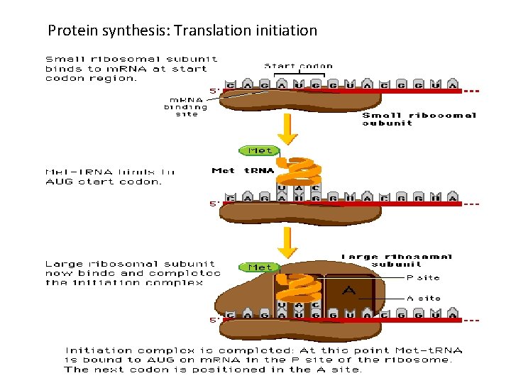 Protein synthesis: Translation initiation 