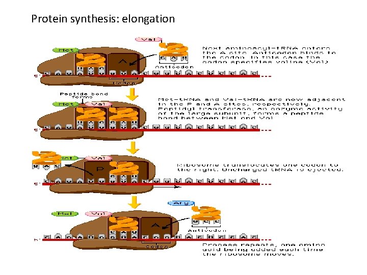Protein synthesis: elongation 