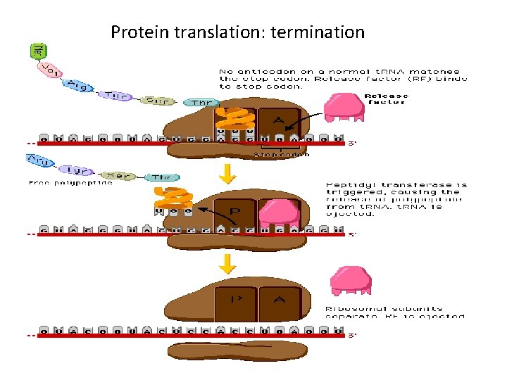 Protein translation: termination 