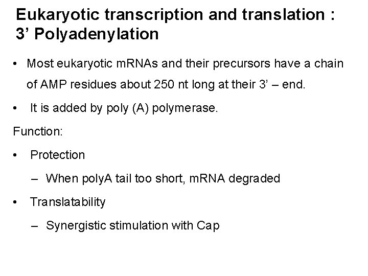 Eukaryotic transcription and translation : 3’ Polyadenylation • Most eukaryotic m. RNAs and their