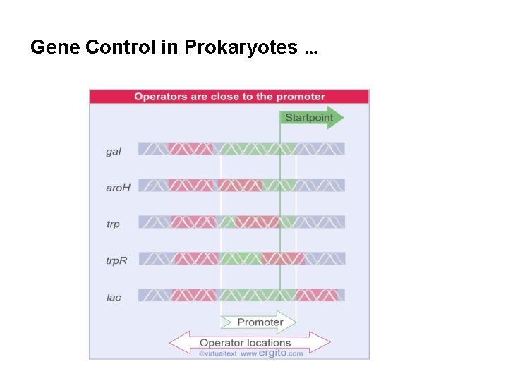 Gene Control in Prokaryotes … 