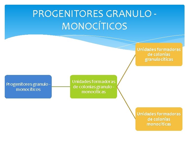 PROGENITORES GRANULO MONOCÍTICOS Unidades formadoras de colonias granulocíticas Progenitores granulo monocíticos Unidades formadoras de