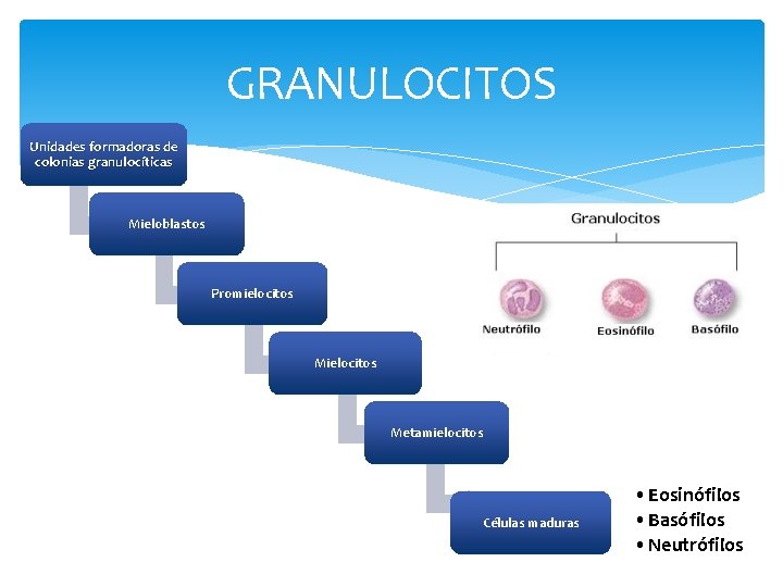 GRANULOCITOS Unidades formadoras de colonias granulocíticas Mieloblastos Promielocitos Metamielocitos Células maduras • Eosinófilos •