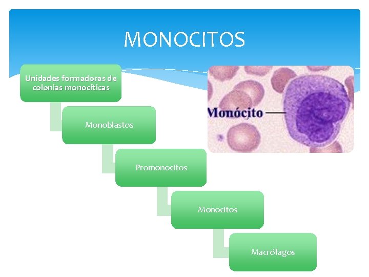 MONOCITOS Unidades formadoras de colonias monocíticas Monoblastos Promonocitos Macrófagos 