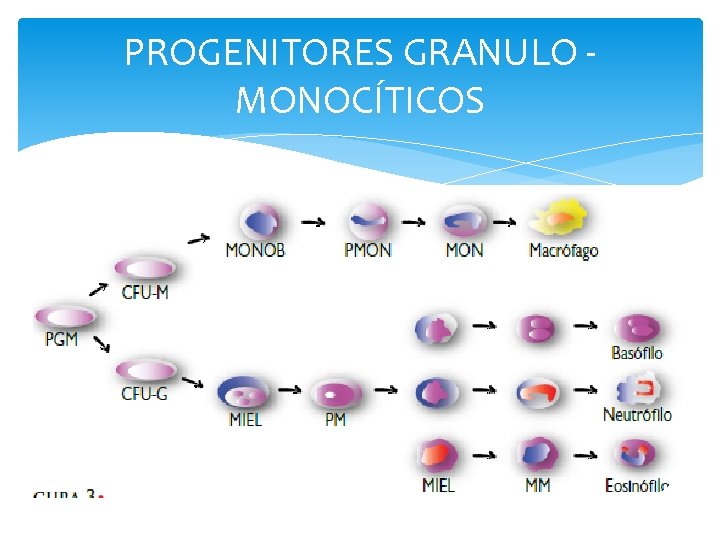 PROGENITORES GRANULO MONOCÍTICOS 