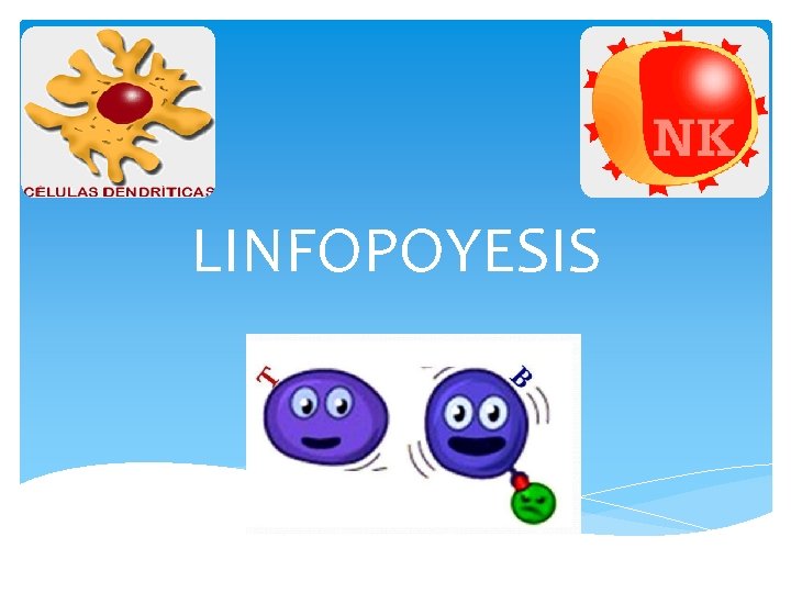 LINFOPOYESIS 