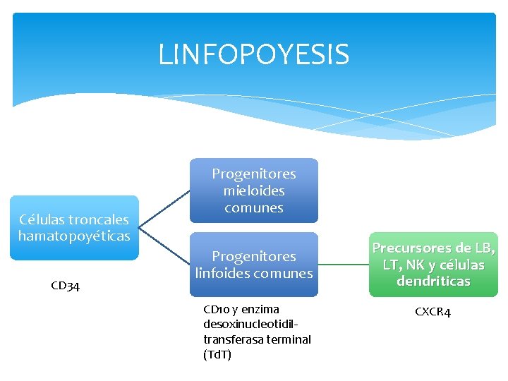 LINFOPOYESIS Células troncales hamatopoyéticas CD 34 Progenitores mieloides comunes Progenitores linfoides comunes CD 10