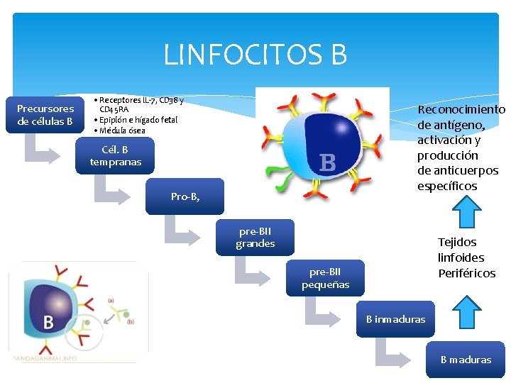 LINFOCITOS B Precursores de células B • Receptores IL-7, CD 38 y CD 45