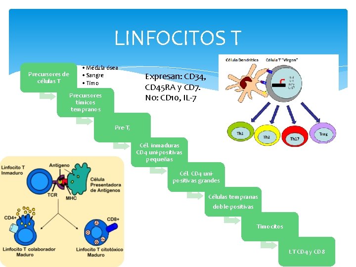 LINFOCITOS T Precursores de células T • Médula ósea • Sangre • Timo Precursores