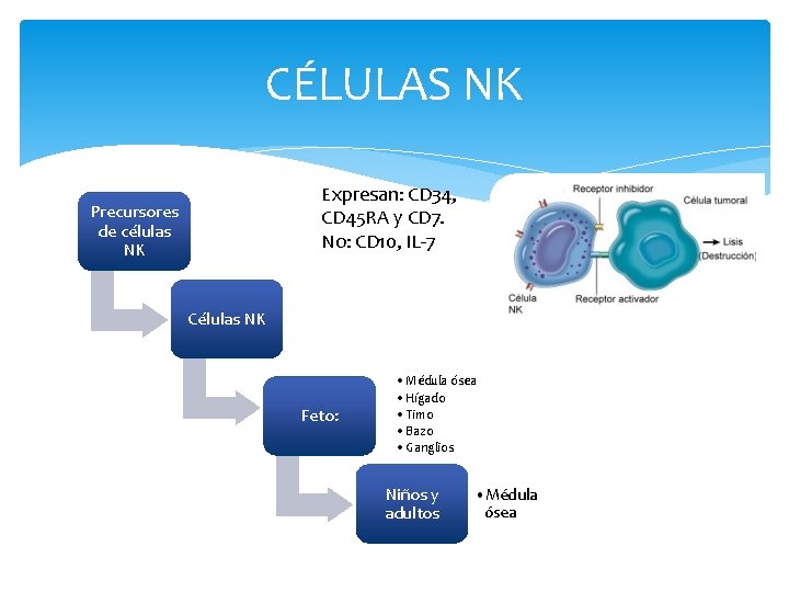 CÉLULAS NK Expresan: CD 34, CD 45 RA y CD 7. No: CD 10,