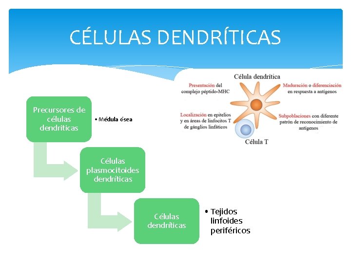 CÉLULAS DENDRÍTICAS Precursores de células dendriticas • Médula ósea Células plasmocitoides dendríticas Células dendríticas