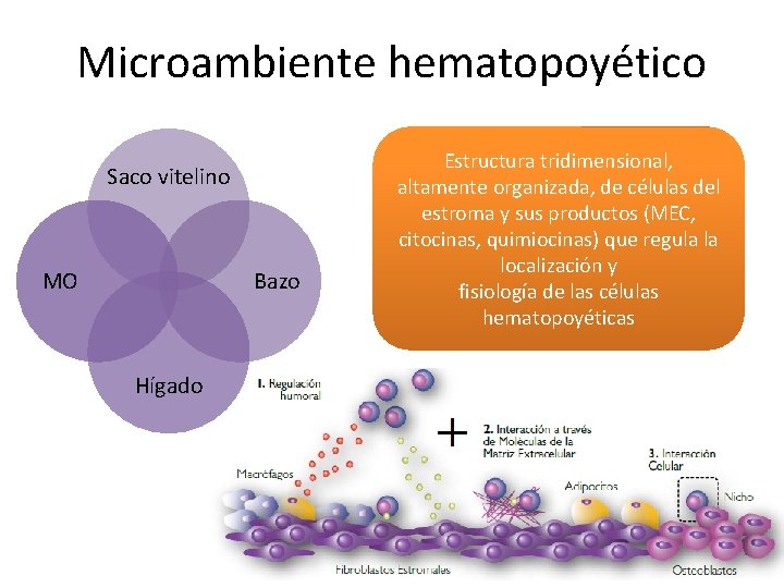 Microambiente hematopoyético Saco vitelino MO Bazo Hígado Estructura tridimensional, altamente organizada, de células del