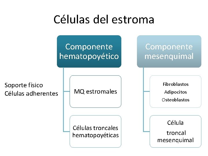 Células del estroma Componente hematopoyético Soporte físico Células adherentes MQ estromales Componente mesenquimal Fibroblastos