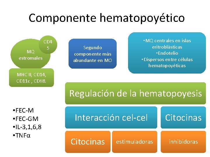 Componente hematopoyético MQ estromales CD 4 5 Segundo componente más abundante en MO •