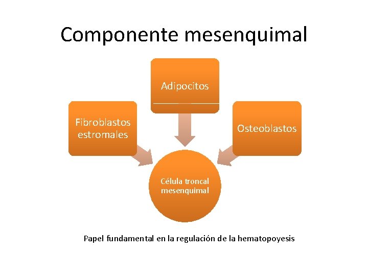 Componente mesenquimal Adipocitos Fibroblastos estromales Osteoblastos Célula troncal mesenquimal Papel fundamental en la regulación