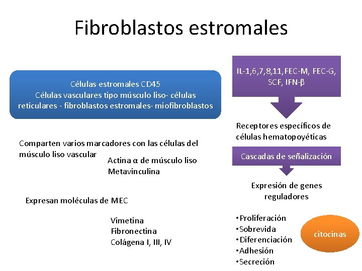 Fibroblastos estromales Células estromales CD 45 Células vasculares tipo músculo liso- células reticulares -