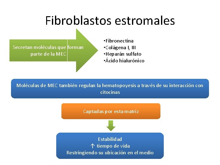 Fibroblastos estromales Secretan moléculas que forman parte de la MEC • Fibronectina • Colágena