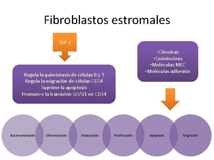 Fibroblastos estromales SDF-1 • Citocinas • Quimiocinas • Moléculas MEC • Moléculas adhesión Regula