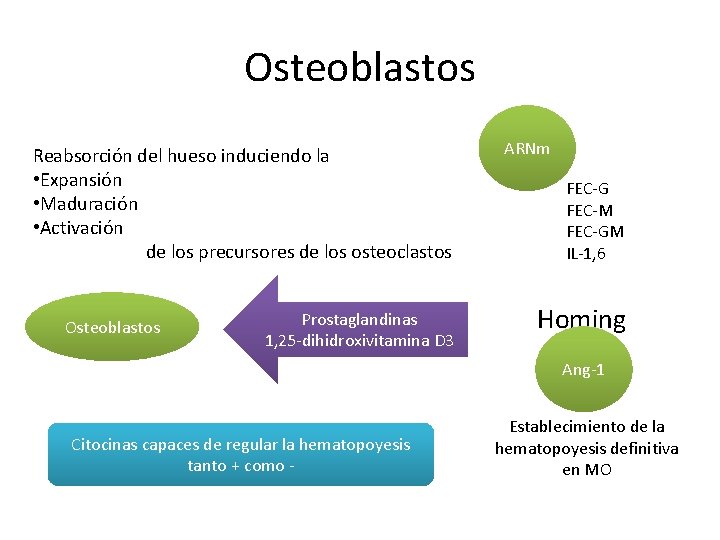 Osteoblastos Reabsorción del hueso induciendo la • Expansión • Maduración • Activación de los